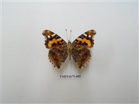 藏品(大紅蛺蝶)的圖片